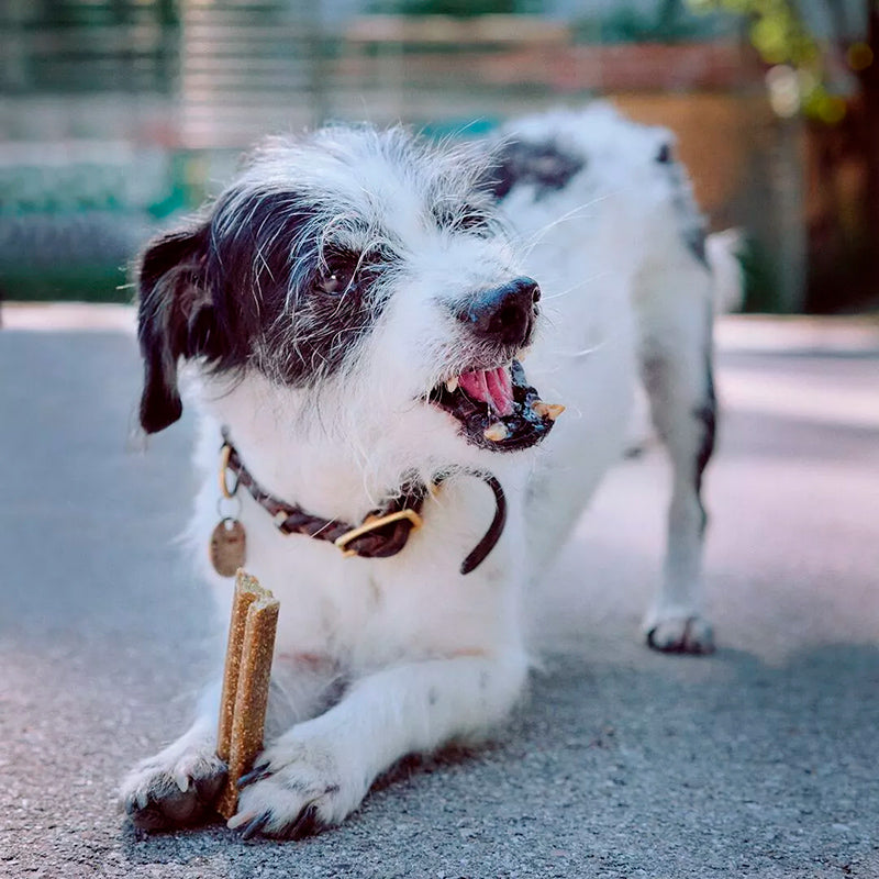 Vegdog Mobilities vegano perro