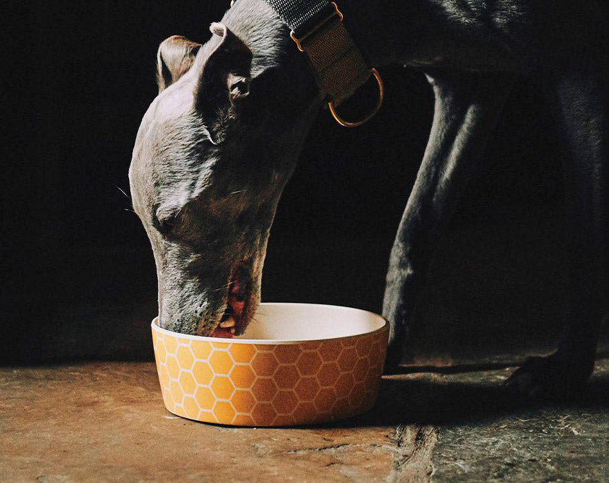 Beco pet Bowl Panal bebedero