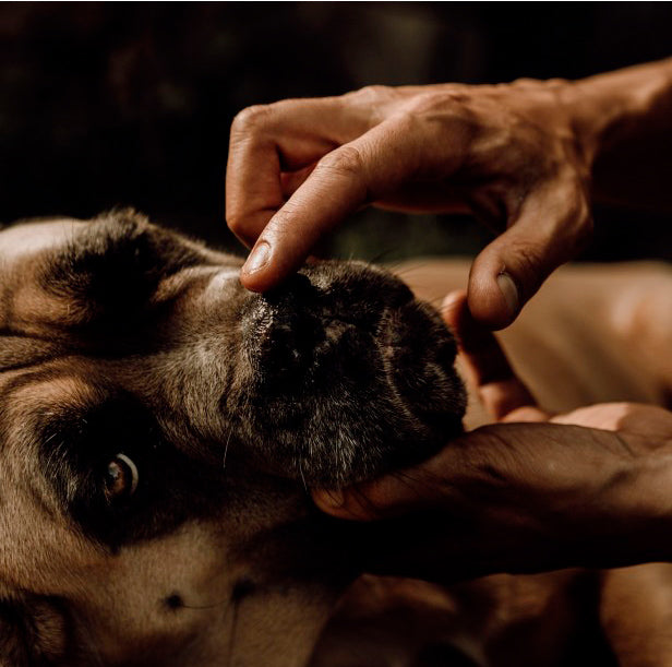 Nellumbo Bálsamo Trufa