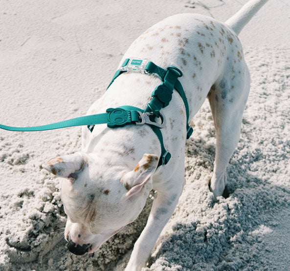 zeedog neopro amazonia perro