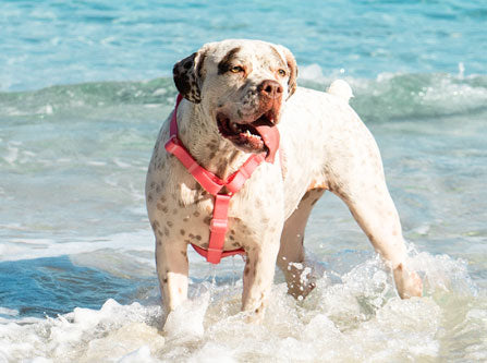 neopro peitoral zeedog bubblegum