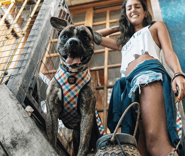 zeedog phantom air mesh arnes