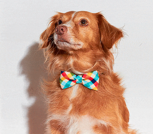 ZEEDOG BOW TIE PAJARITA PHANTOM